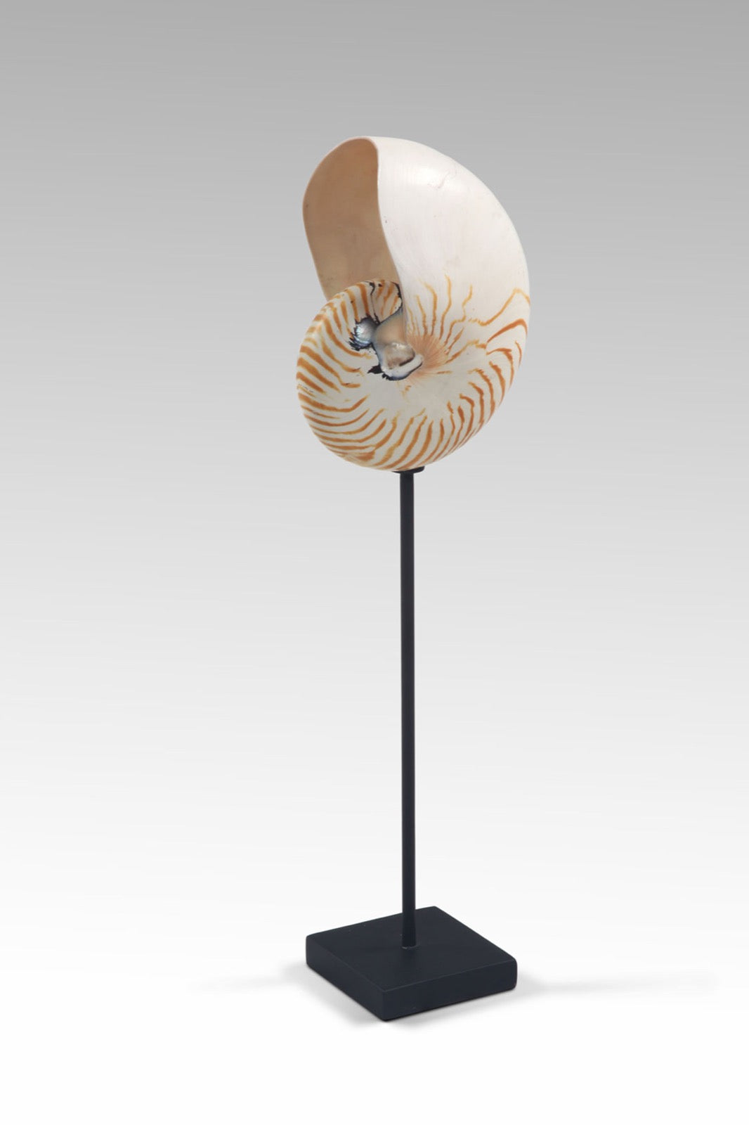 Zebra Shell decorative piece in natural materials – handmade boho decor from Bali
