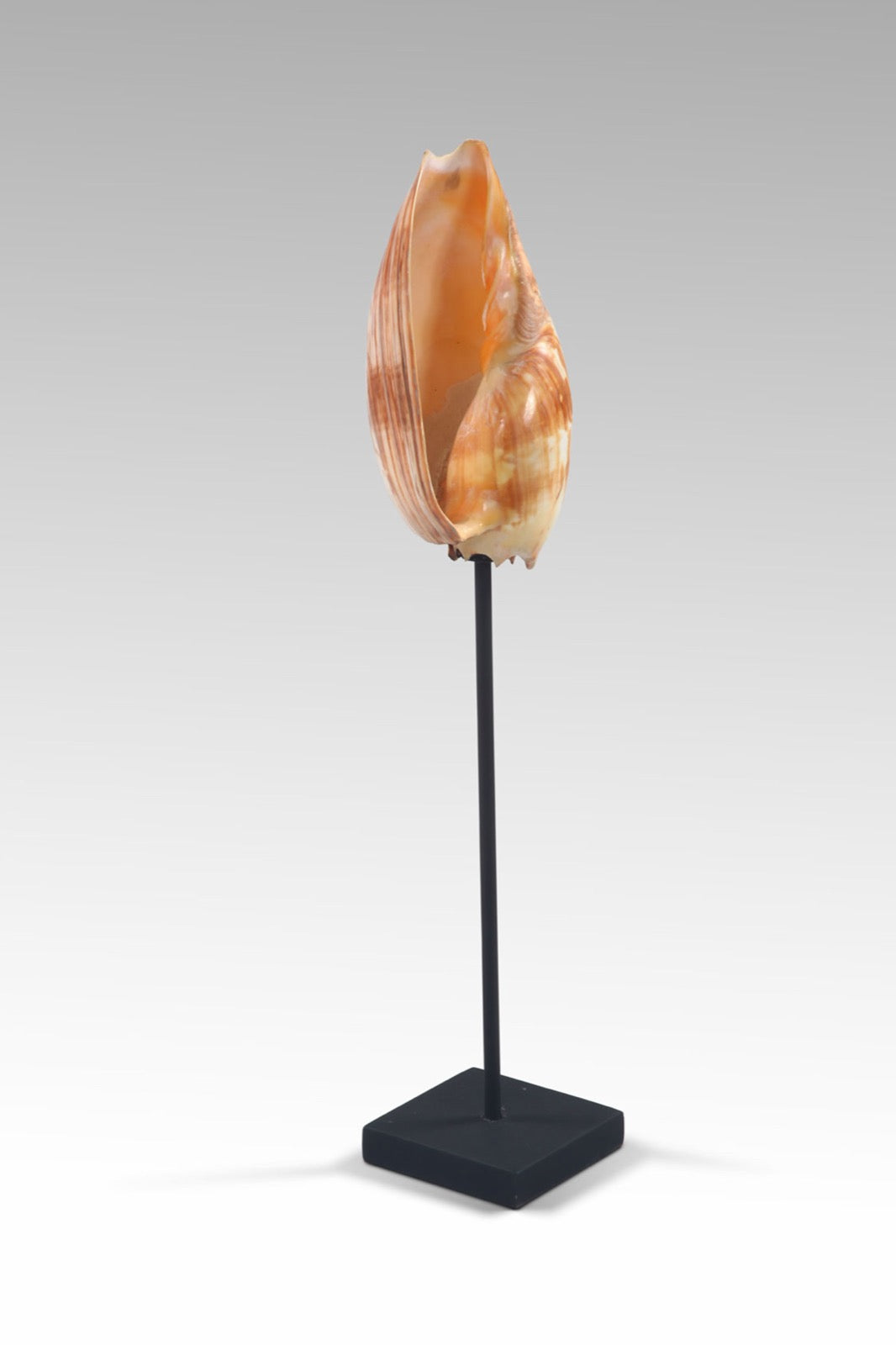 Shell decorative piece Orange Shell – boho decor handcrafted in Bali by BaliSouk