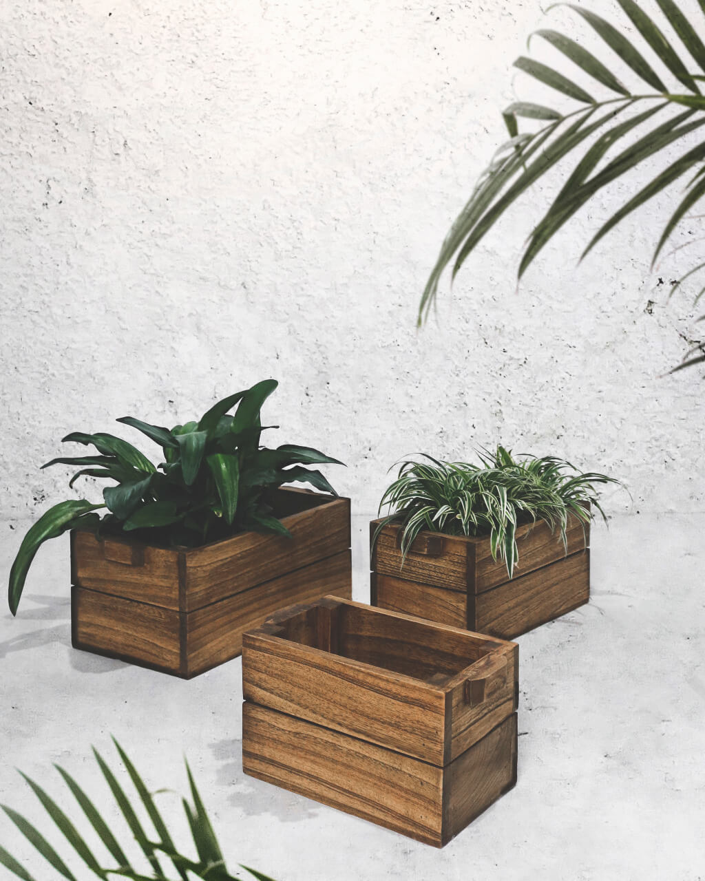 Botanic  Square Pot Set Of 3