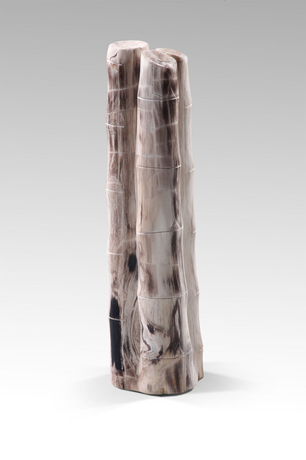 Bamboo Fossil