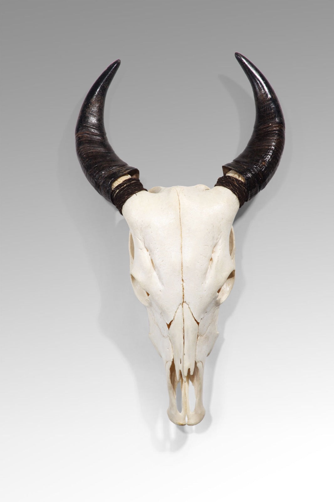 Handmade resin sculpture – the Cow Skull, boho decor made in Bali