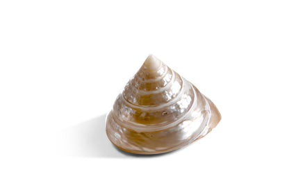 Shell decorative piece in natural materials – handmade boho decor from Bali