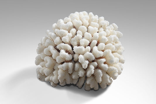Boho sculpture Coral, Bali decor with a tropical character