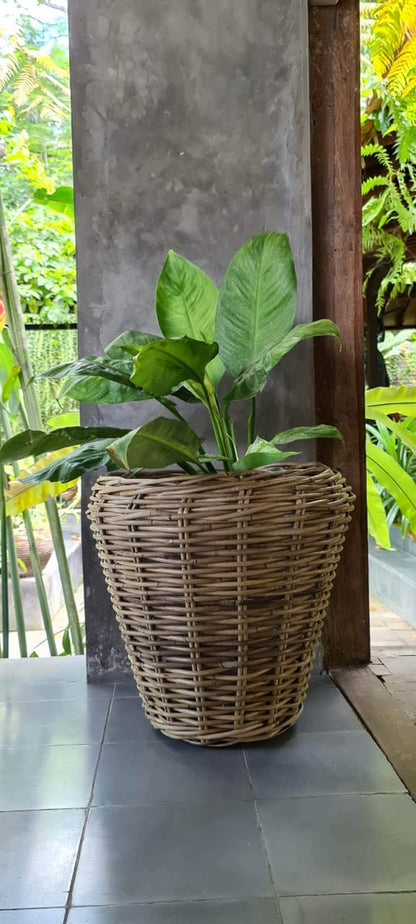 Alex Round Basket Set Of Two With Plastic