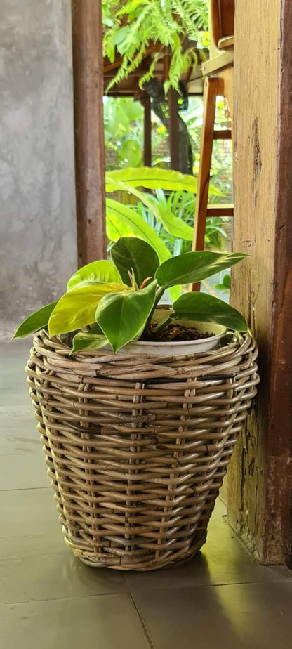 Alex Round Basket Set Of Two With Plastic