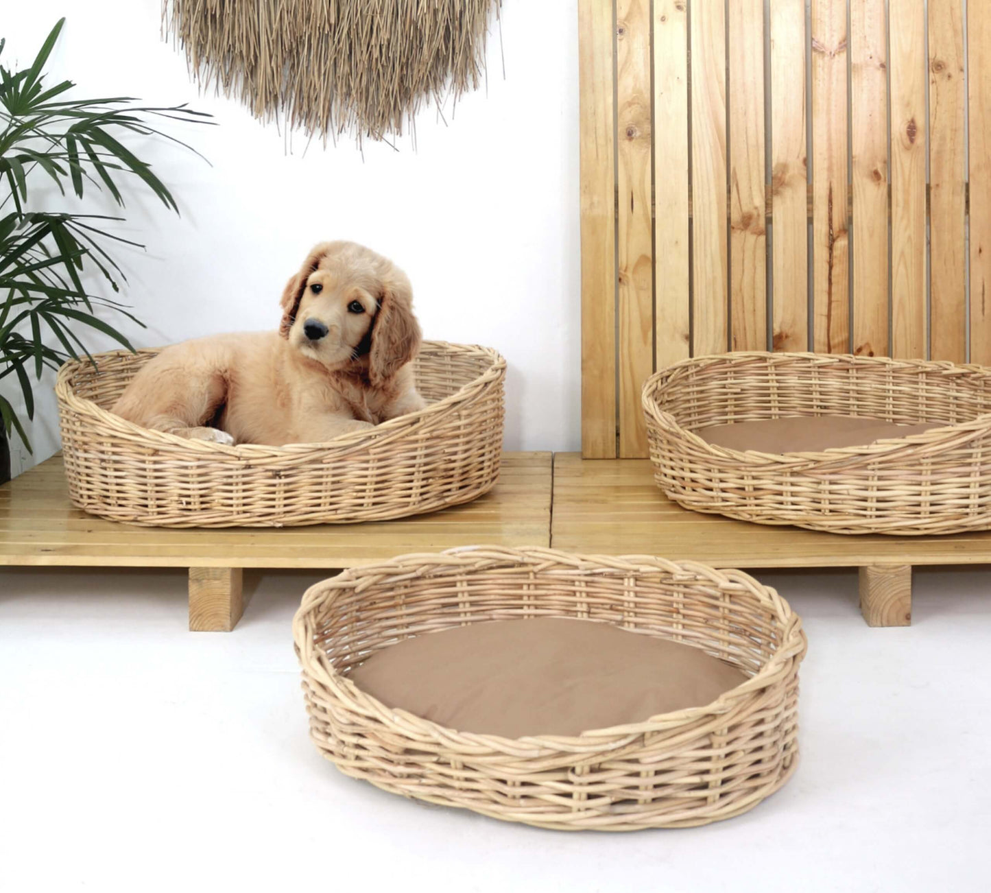 Allegra Dog Basket Set Of Three With Brown Cushion