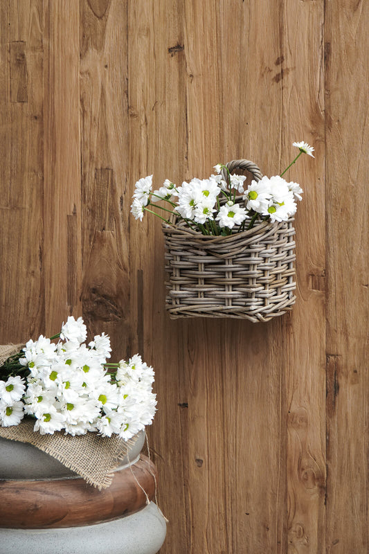 Ammi Hanging Basket